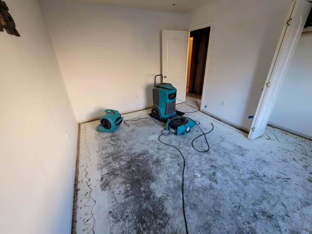 Best Flood damage cleanup  in Saint Johns University, MN